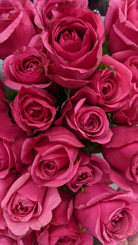 close up view of a bouquet of pink roses