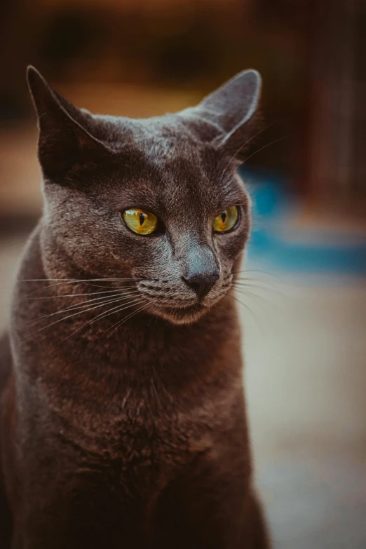 a close up of a cat with yellow eyes, a picture, pexels contest winner, desaturated blue, ready to model, standing, family photo