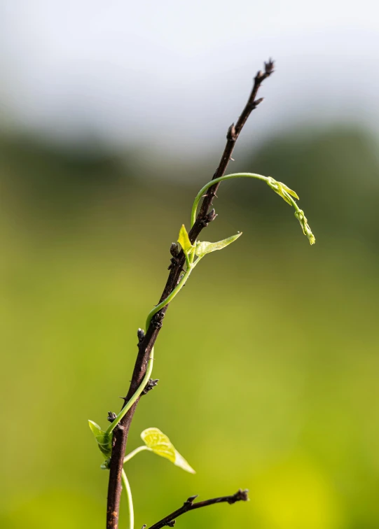 a close up of a plant with a blurry background, happening, sitting on a curly branch, high quality product image”, high resolution image, vine twist