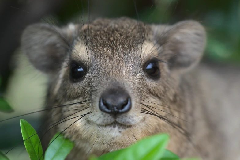 a close up of a small animal looking at the camera, by Peter Churcher, mingei, 4k photo”, square nose, tamborine, istock