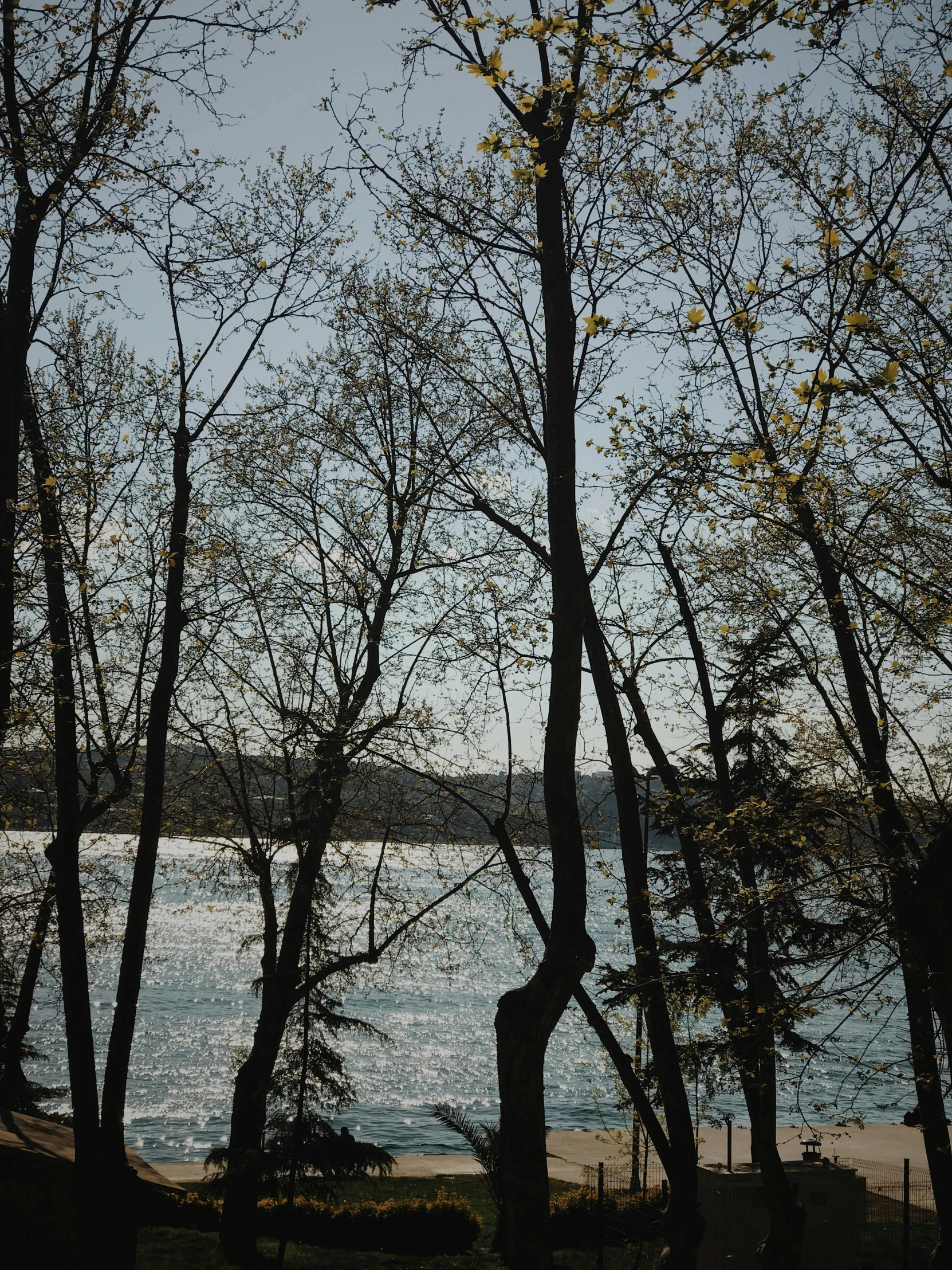 a number of trees near a body of water, a picture, inspired by Tom Thomson, unsplash, romanticism, photo of zurich, ((trees))