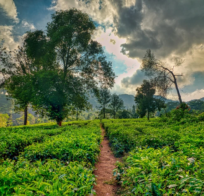 a field full of green plants under a cloudy sky, by Peter Churcher, pexels contest winner, romanticism, tea, indian forest, 2 5 6 x 2 5 6 pixels, mid morning lighting