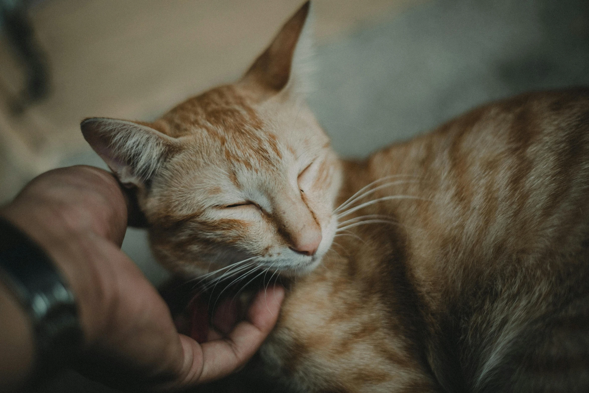a close up of a person petting a cat, trending on pexels, sleepy, orange cat, paul barson, with closed eyes