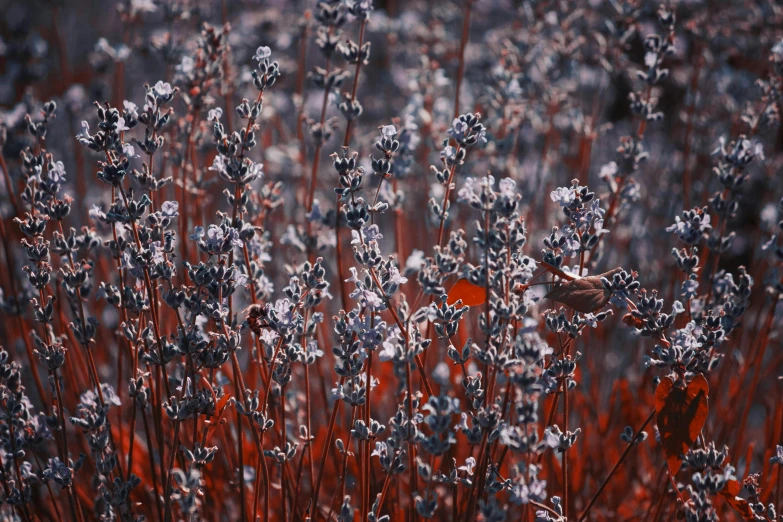 a bunch of purple flowers sitting on top of a lush green field, a digital rendering, inspired by Elsa Bleda, unsplash, color field, dark grey and orange colours, silver red, winter photograph, salvia