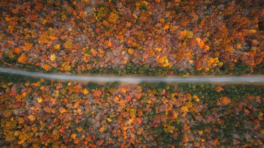 an aerial view of a road surrounded by colorful trees, by Carey Morris, pexels contest winner, william penn state forest, helicopter view, ignant, panoramic photography