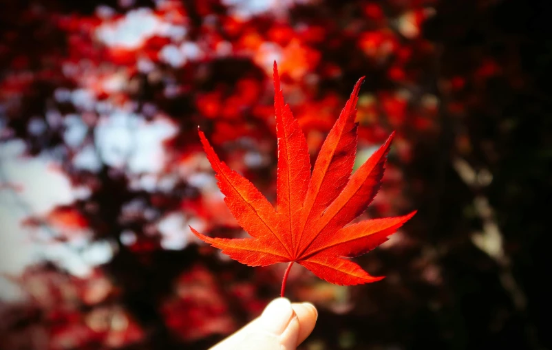 a person holding a red leaf in front of a tree, instagram picture, japanese maples, red aura, high - resolution