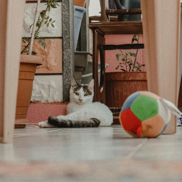 a cat laying on the floor next to a ball, a picture, pexels contest winner, cozy cafe background, multicoloured, toy photo, hunting