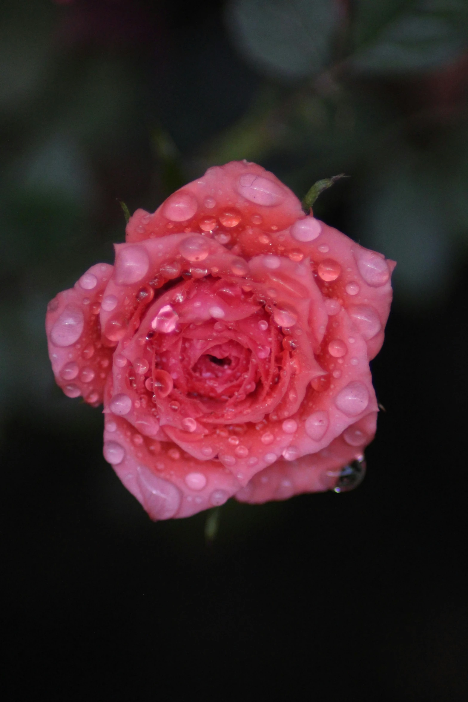 red roses covered in dew sitting on top of a wooden stick