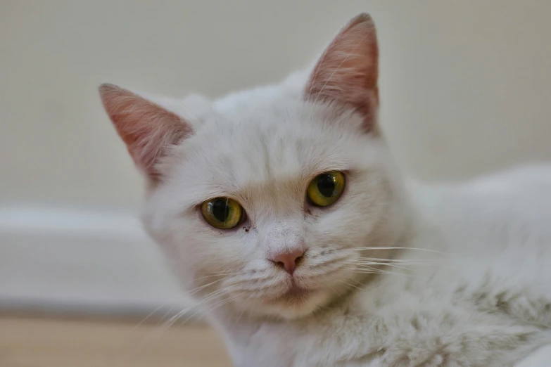 a white cat laying on the floor looking at the camera, pexels contest winner, photorealism, rosy cheeks with freckles, !female, blurred, pink