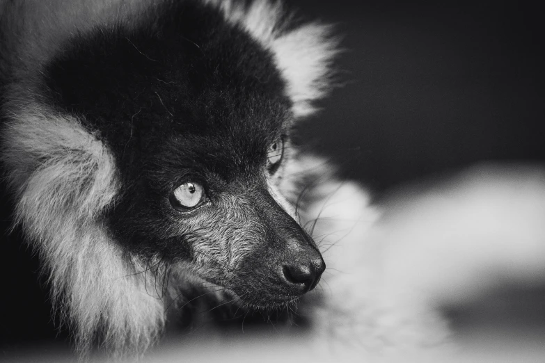 a black and white photo of a lemur, a black and white photo, by Adam Marczyński, pexels contest winner, furry art, pomeranian mix, beautiful dog head, wolf like a human, tight focus