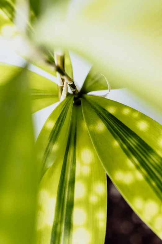 a close up of a plant with green leaves, light shining through, vibrant patterns, made of bamboo, biophilia mood