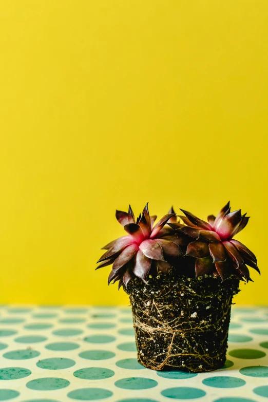a small potted plant sitting on top of a table, by Elsa Bleda, shutterstock contest winner, pop art, bromeliads, brown and magenta color scheme, yellow backdrop, uncropped