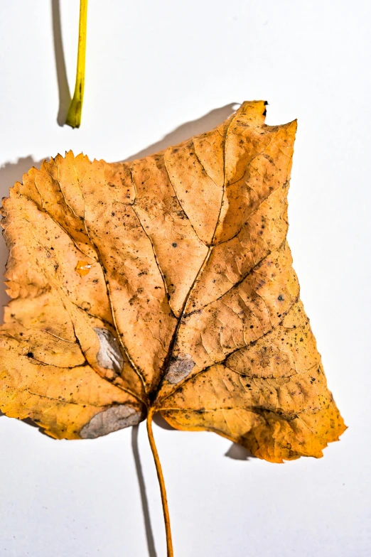 a close up of a leaf on a white surface, an album cover, inspired by Joseph Beuys, autumnal, detailed product image, vivid), withered