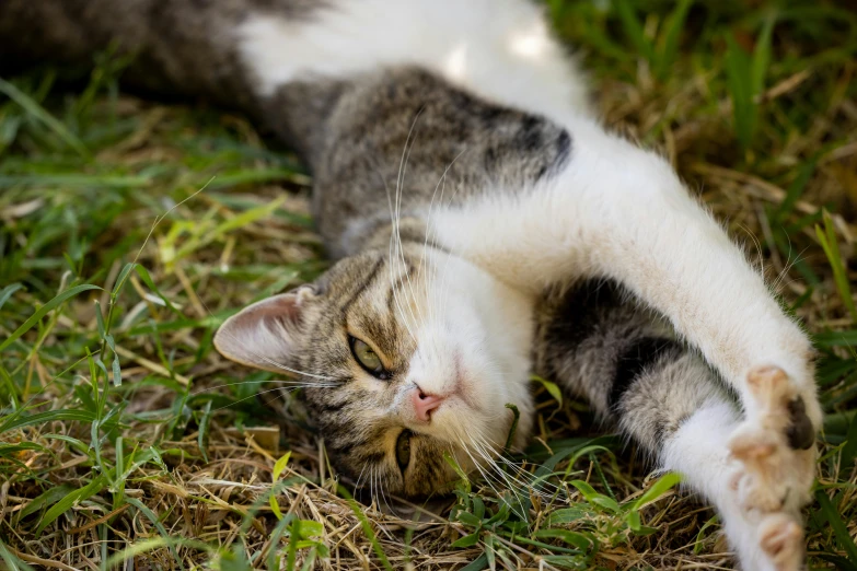 a cat laying on its back in the grass, a picture, shutterstock, fan favorite, doing a sassy pose, a high angle shot, high resolution photo