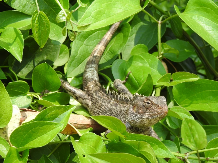 a lizard sitting on top of a leaf covered tree, large horned tail, amongst foliage, grey, photo”
