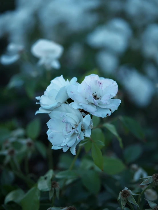 small white flowers bloom in the midst of other flowers