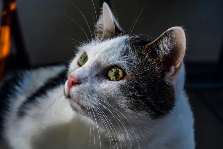 a close up of a cat with a bottle in the background, pexels contest winner, photorealism, gazing off into the horizon, heterochromia, calico, glowing green eyes