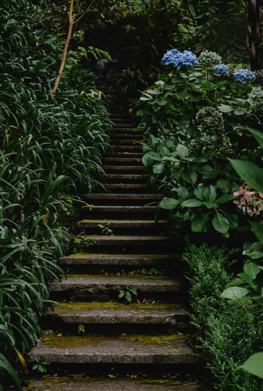 a set of stairs in the middle of a garden, inspired by Elsa Bleda, unsplash, overgrown with thick orchids, lush rain forest, staggered depth), about to step on you