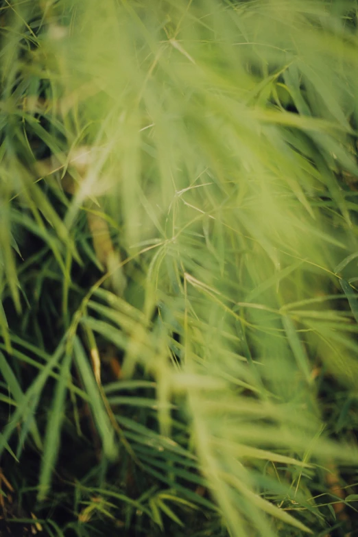 a red fire hydrant sitting on top of a lush green field, a picture, inspired by Elsa Bleda, walking in a bamboo forest, f 1.4 kodak portra, loosely cropped, close - up photograph