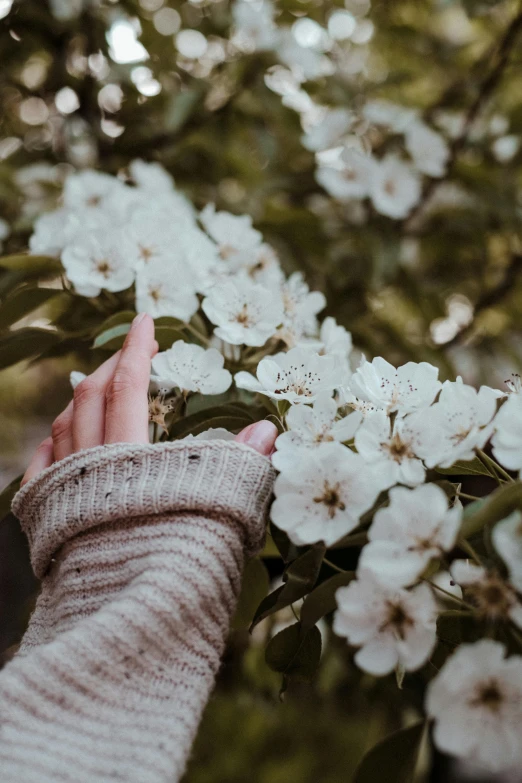 person's hand touching blossoms on a flowering tree