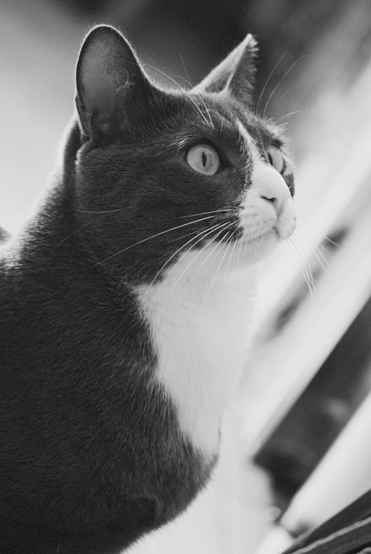 a black and white photo of a cat sitting on a bench, a black and white photo, by Felix-Kelly, unsplash, square nose, looking upwards, sittin