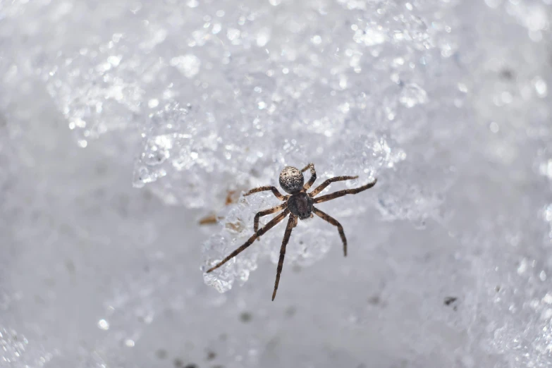 a spider sitting on top of snow covered ground, pexels contest winner, hurufiyya, entrapped in ice, grey, hunting, slide show