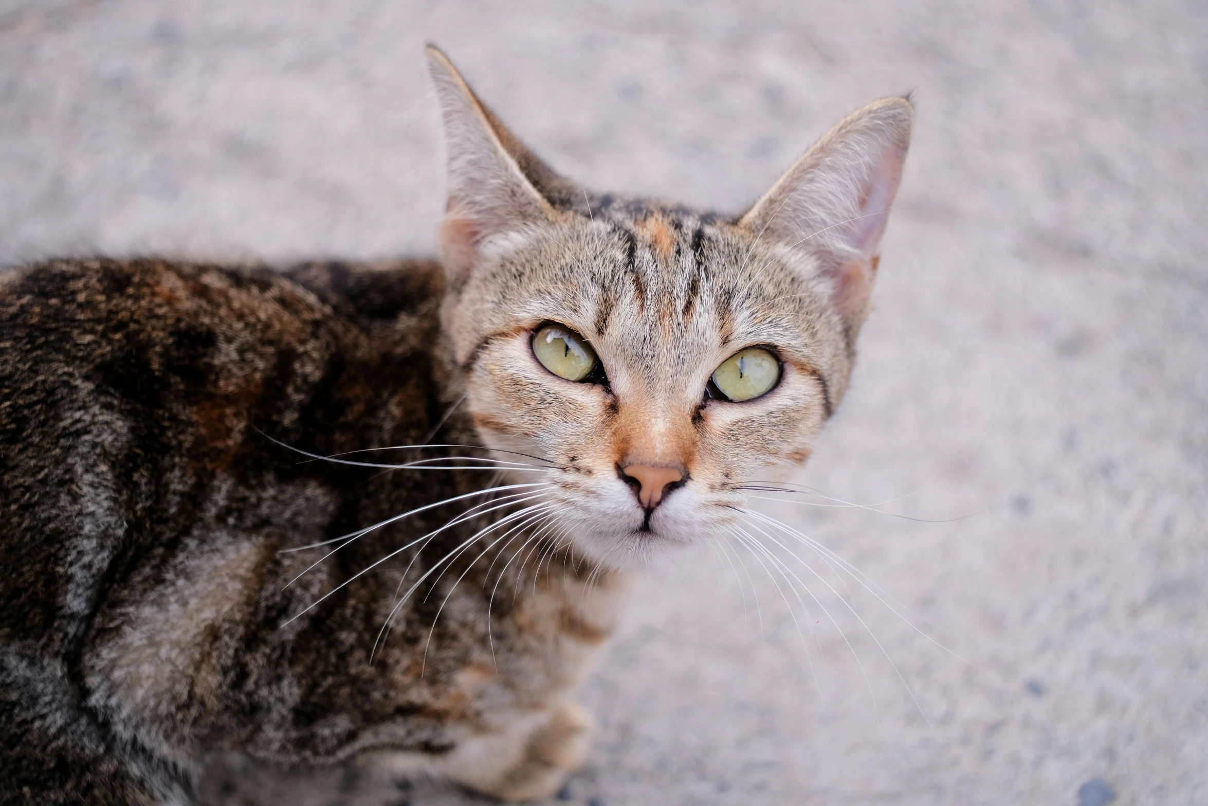 a close up of a cat with green eyes, pexels contest winner, long pointy ears, markings on her face, full body close-up shot, beautiful picture of stray