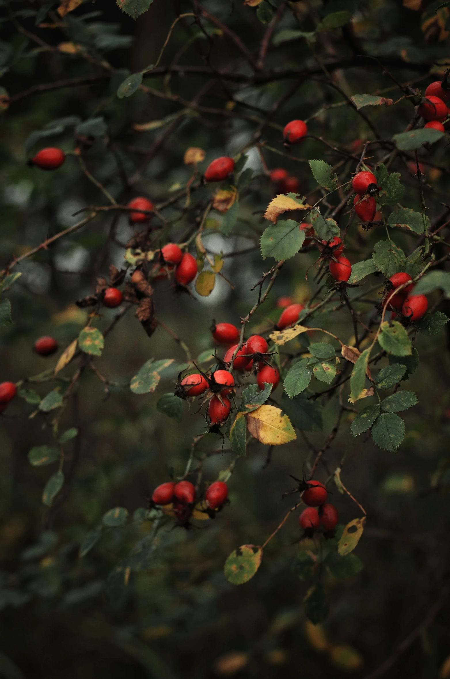 a tree with some red fruit on it