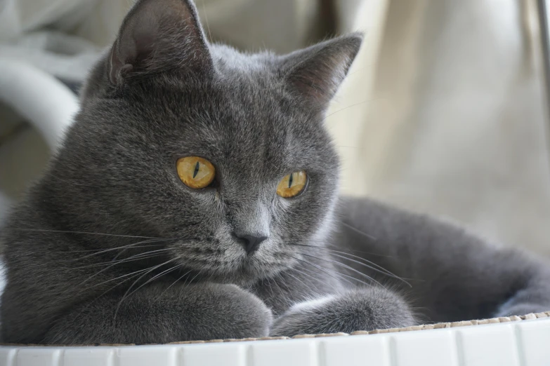 a gray cat laying on top of a white piano, pexels contest winner, sleek yellow eyes, flat grey color, blue, aged 2 5