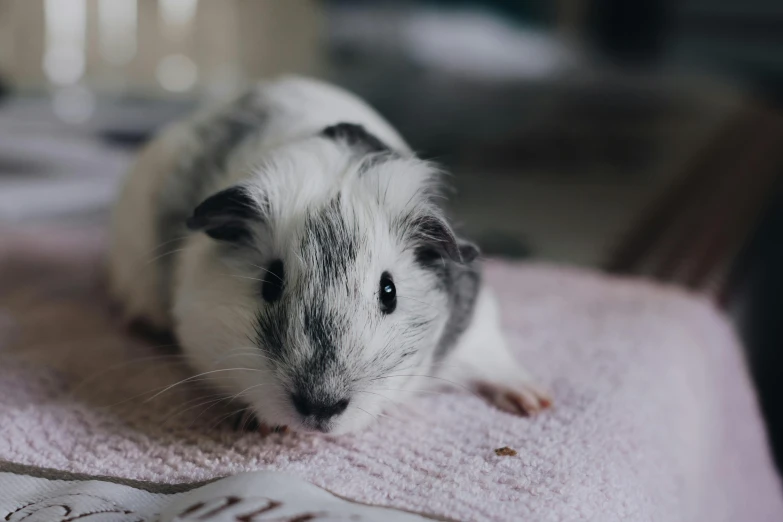 a small rodent sitting on top of a pink towel, a black and white photo, pexels contest winner, photorealism, white shiny skin, laying down, pet animal, piggy