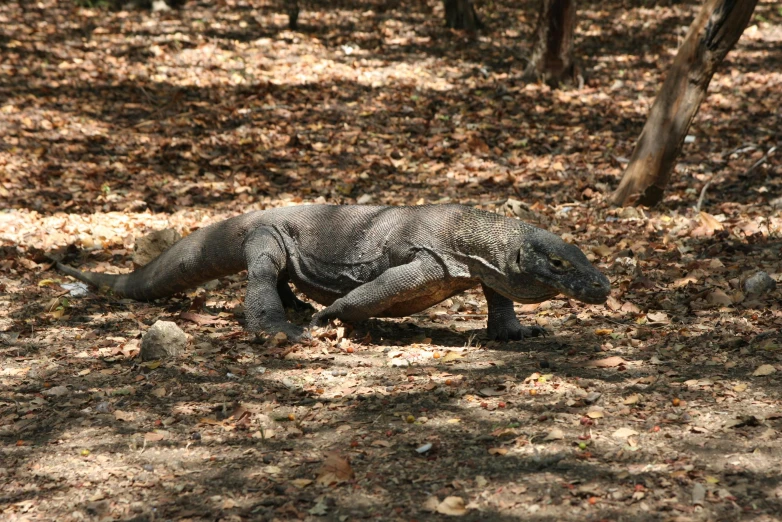 a large lizard walking across a forest filled with leaves, a photo, sand, smoldering, nature photo
