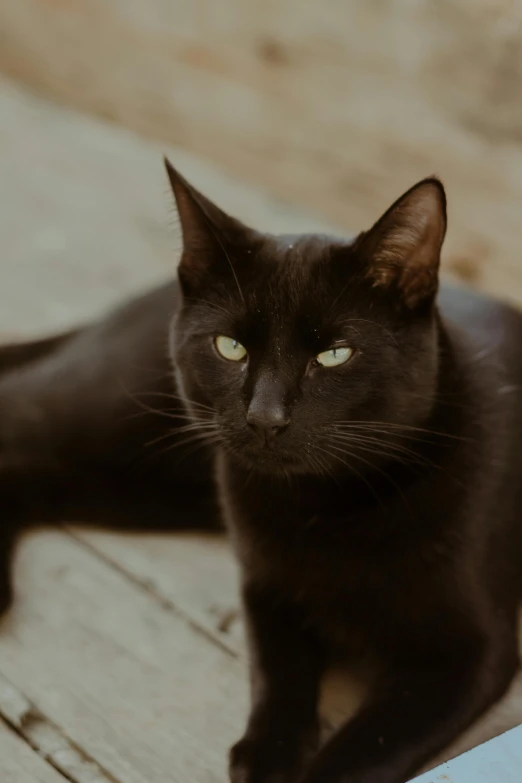 a black cat sitting next to a laptop computer, pexels contest winner, realism, sharp black skin, pale pointed ears, 1 4 9 3, portrait of a handsome