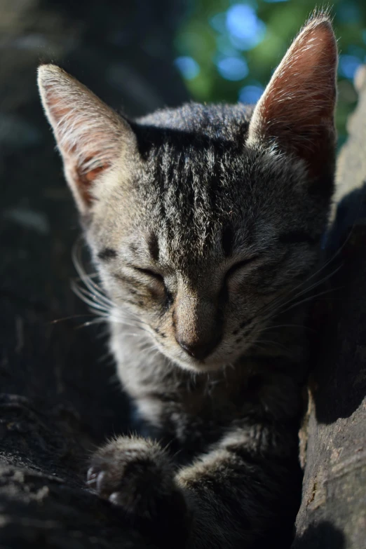 a close up of a cat laying on a rock, in the sun, grey ears, sleepy expression, head bowed slightly