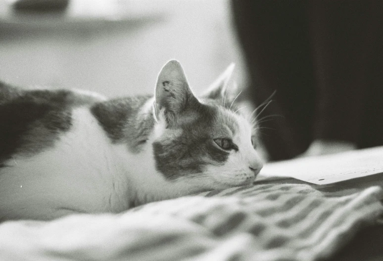 a black and white photo of a cat laying on a bed, unsplash, photorealism, shot on expired instamatic film, thoughtful, calico cat, cats on her side