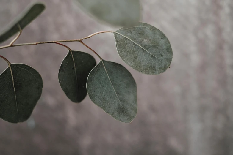 a close up of a plant with green leaves, a macro photograph, trending on pexels, postminimalism, grey backdrop, eucalyptus, betula pendula, silver，ivory
