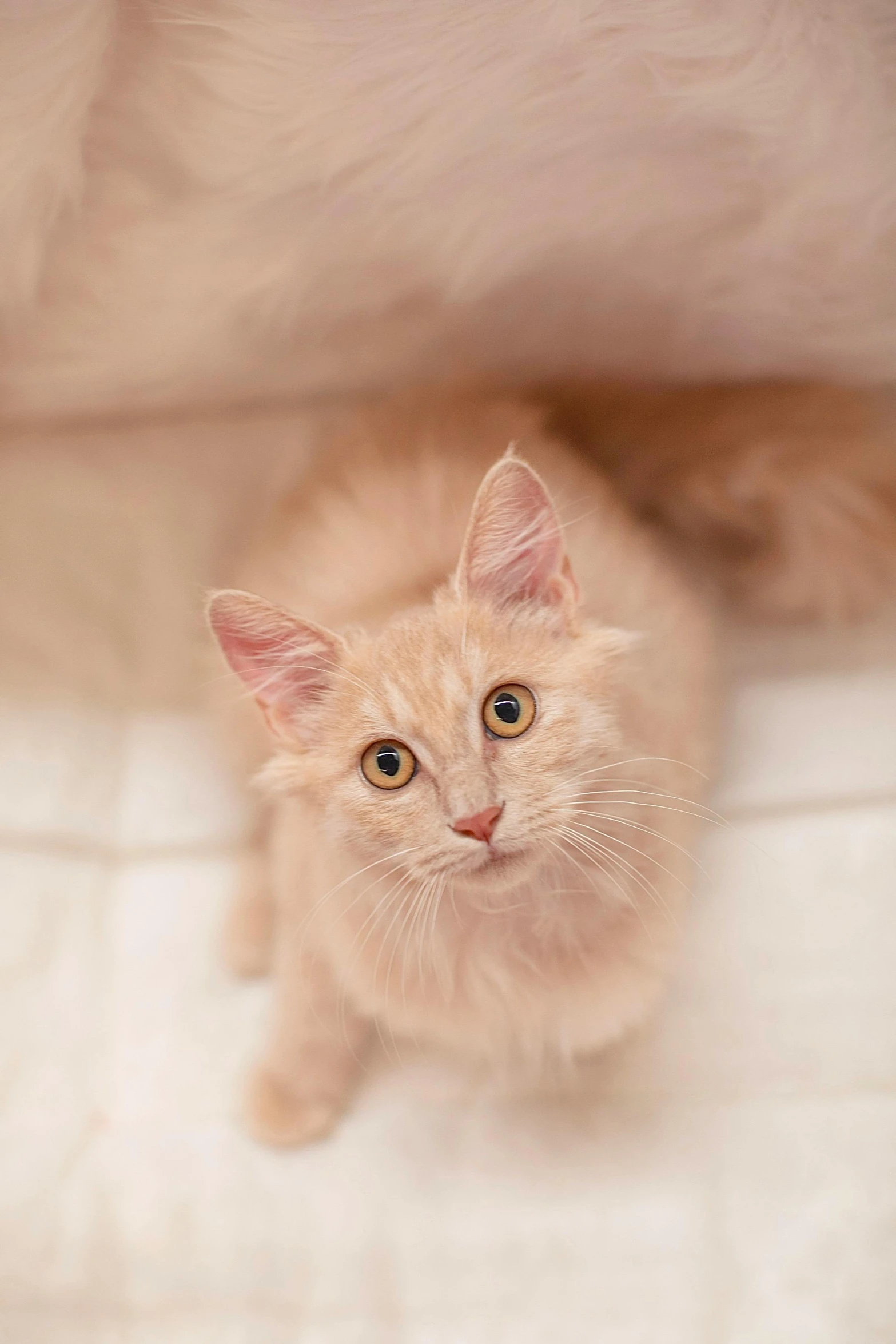 an orange cat sitting on top of a bed, looking up at the camera, subtle detailing, intense albino, fluffy ears and a long