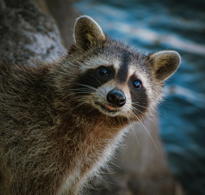 a close up of a raccoon near a body of water, by Marten Post, pexels contest winner, she has a cute expressive face, paul barson, avatar image