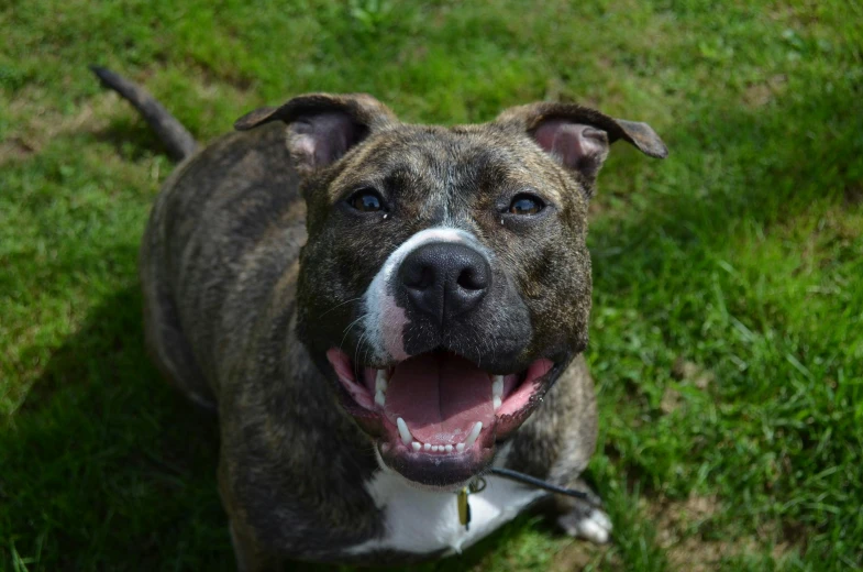 a brown and white dog sitting on top of a lush green field, pexels contest winner, renaissance, snarling dog teeth, pits, profile image, smiling at camera