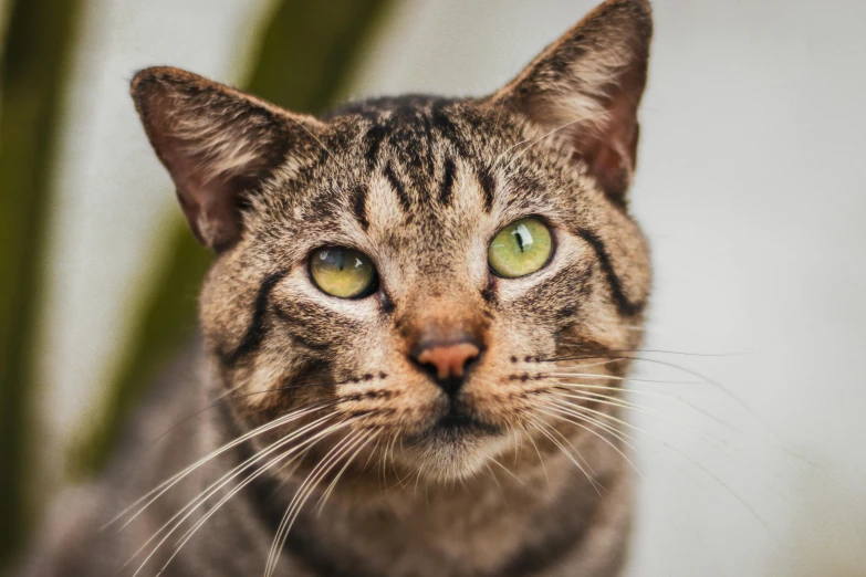 a close up of a cat with green eyes, a portrait, by Will Ellis, unsplash, brown, instagram post, a handsome, slightly - pointed ears