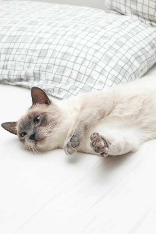 a cat that is laying down on a bed, pale grey skin, in a chill position, on clear background, a super-smart