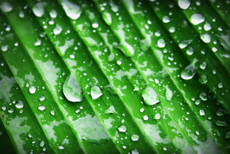 a green leaf with water droplets on it, an album cover, pexels, wet lush jungle landscape, vibrant green, green house, flattened