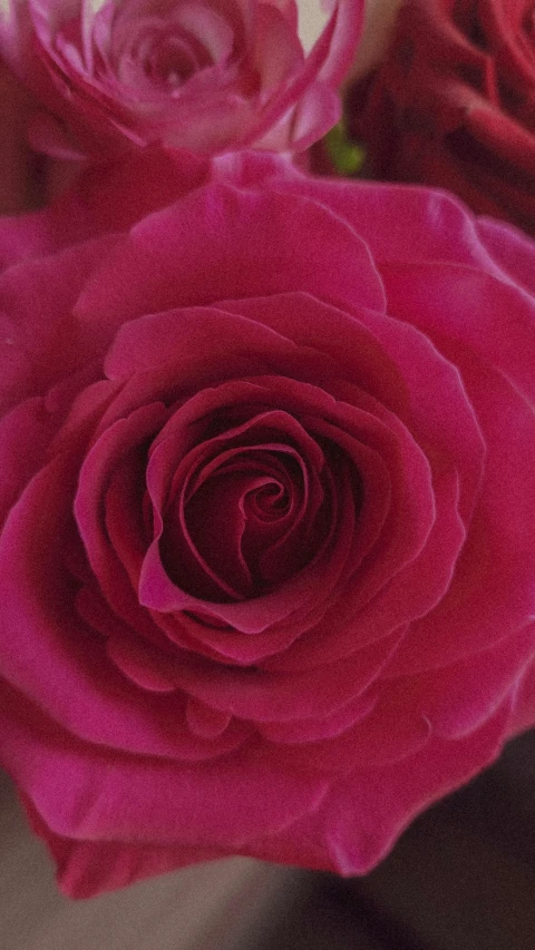 there is pink roses and red carnations in the vase