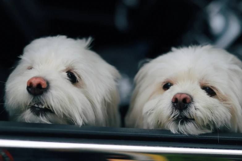 two white dogs sticking their heads out of a car window, by Emma Andijewska, pexels contest winner, shih tzu, no words 4 k, twins, extremely realistic