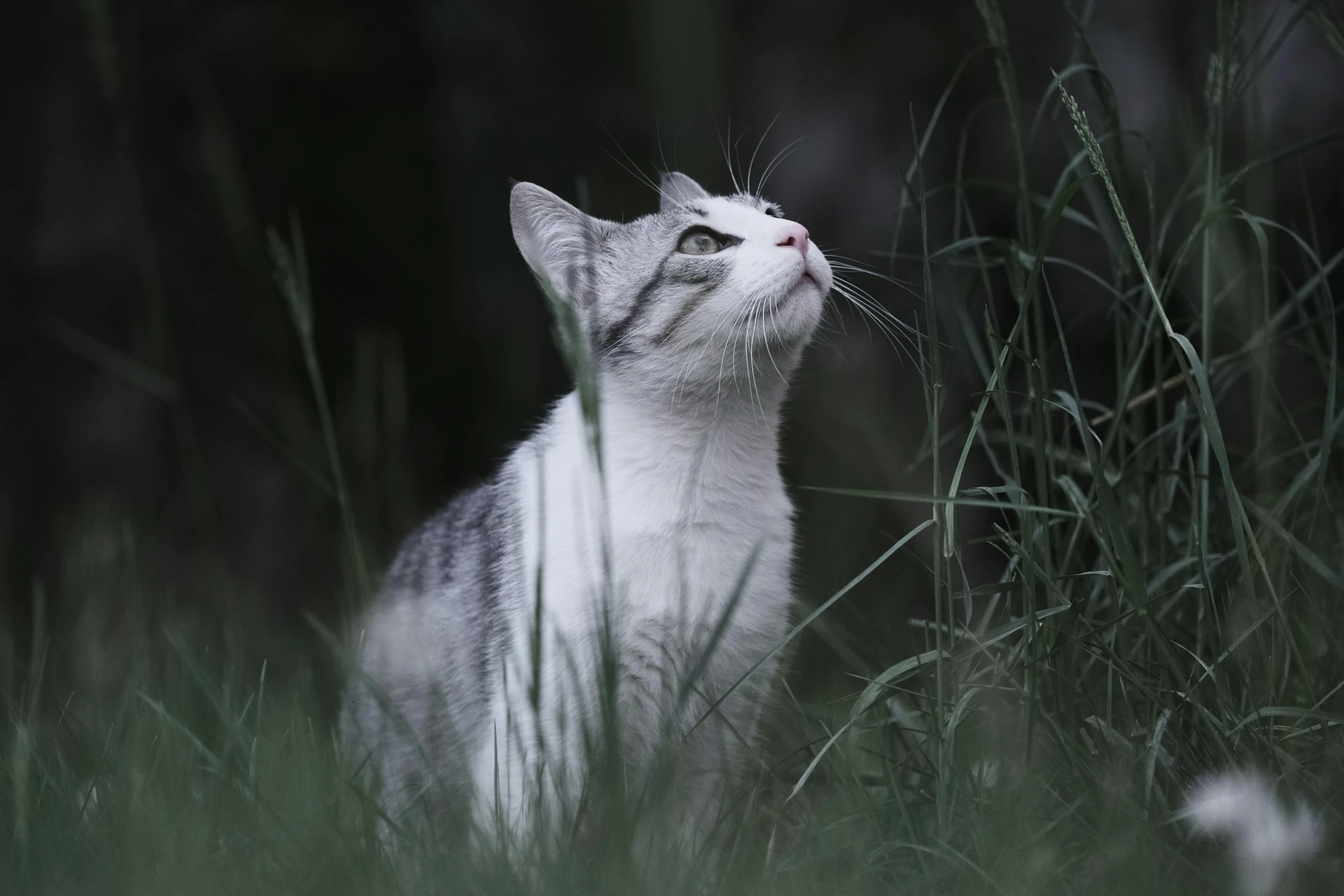 a cat that is sitting in the grass, looking upward, dark and white, looking off into the distance, instagram picture