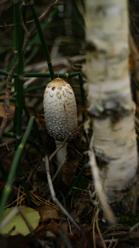 a close up of a mushroom on the ground, by Jesper Knudsen, unsplash, hurufiyya, in an arctic forest, thumbnail, birch, high quality photo