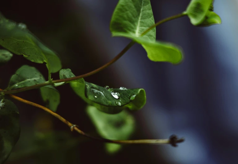 a close up of a plant with water droplets on it, trending on pexels, hurufiyya, branches and ivy, with tears, like a catalog photograph, of letting go