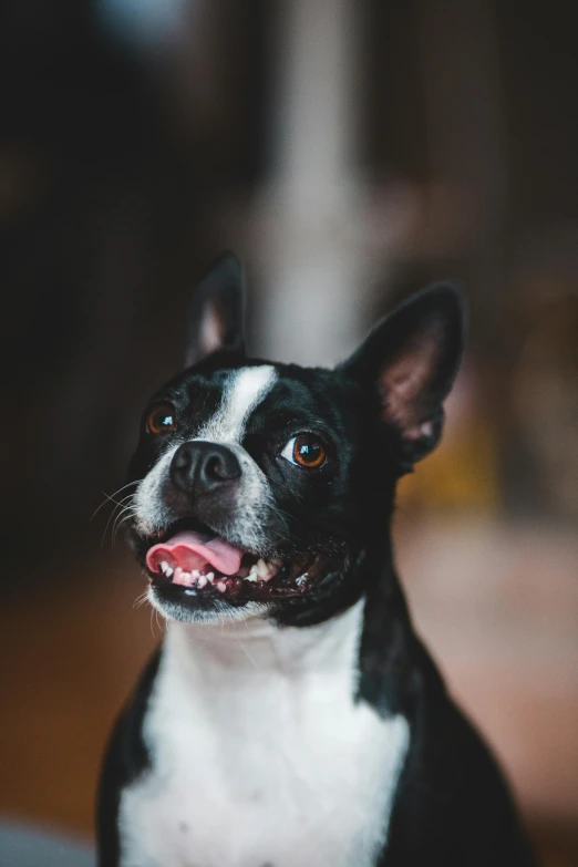 a black and white dog sitting on top of a couch, pexels contest winner, renaissance, open happy mouth, slightly - pointed ears, professional closeup photo, extremely polished