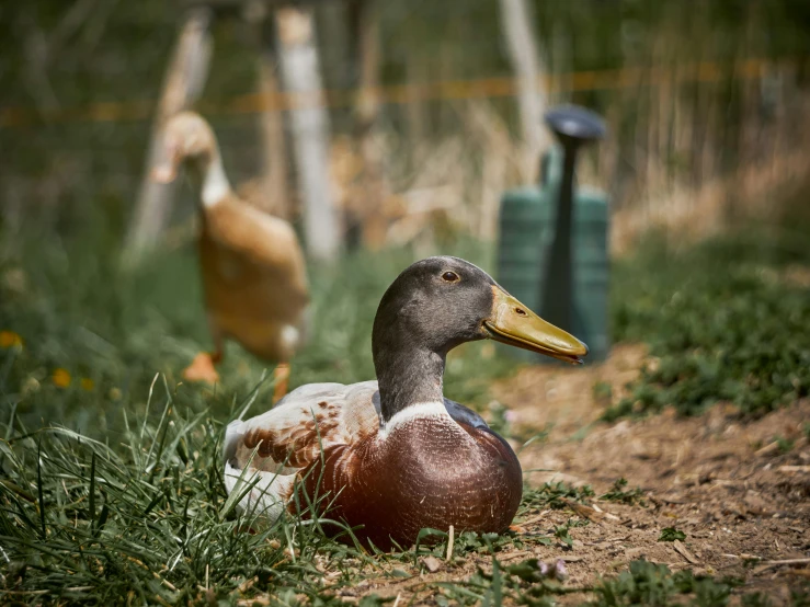 a couple of ducks that are sitting in the grass, an album cover, unsplash, meats on the ground, outdoor photo, steampunk rubber duck, ready to model
