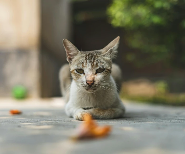 a cat that is laying down on the ground, pexels contest winner, small ears, ready to eat, frontal shot, with depth of field