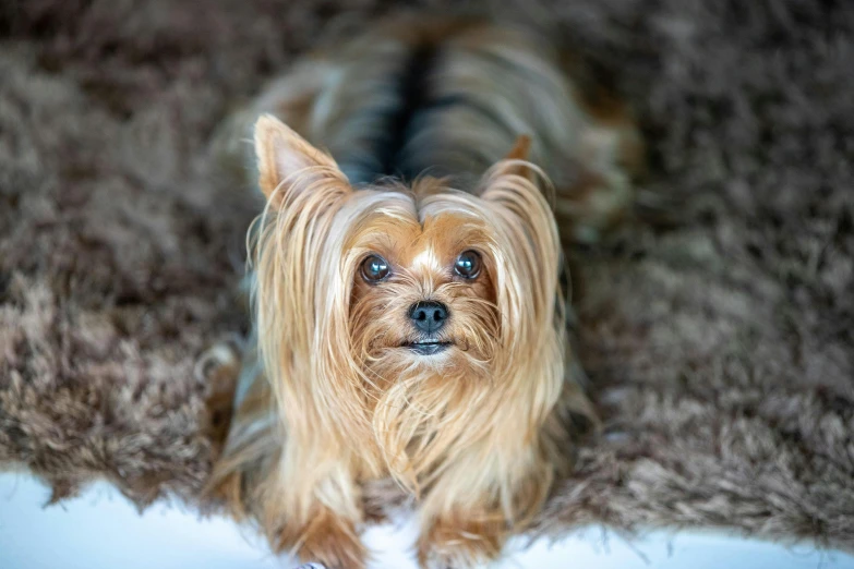 a small dog sitting on top of a pile of fur